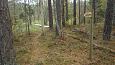Common minnow (Phoxinus phoxinus) in spring, Kiigumõisa, nov.. | Gallery Restored nature trail, Vi