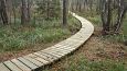 Closed ditch, restored springfen, October 2016 | Gallery Restored nature trail, Viidume, October 