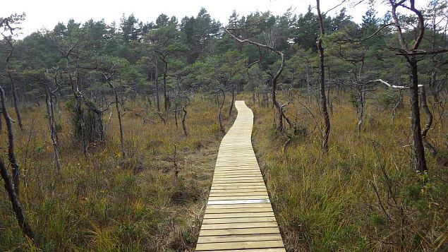 Restored nature trail, Viidume, October 2016 