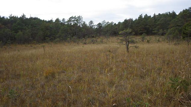 Springfen, Viidume, October 2016 