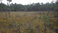 Ditch between the meliorated land (left) and edge of the spr.. | Gallery Springfen, Viidumäe, Octo