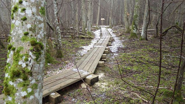 Vormsi, Allika nature trail, February, 2017 