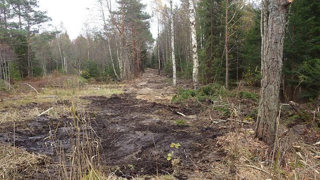 Suletud kraav, Viidumäe, oktoober 2016 