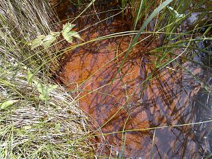 New spring at Kiigumisa