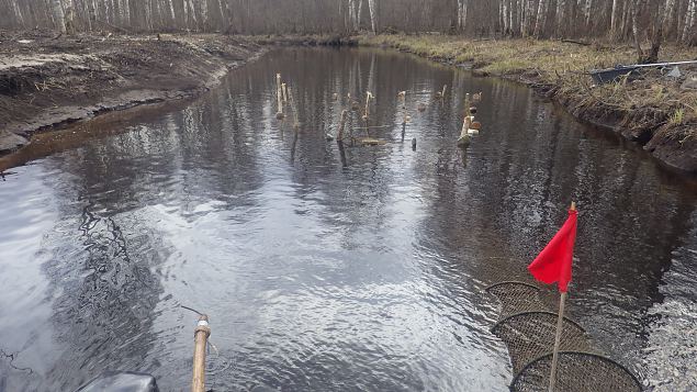 Monitoring of the restored river