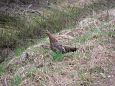 Spring at Alam-Pedja floodplain | Alam-Pedja Grouse at Paluphja 