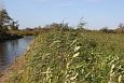 Spring at Alam-Pedja floodplain | Alam-Pedja Sediment placement area, second summer after re-open