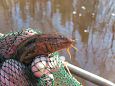 Project site, cleaning the riverbank, spring 2014 | Gallery Misgurnus fossilis 