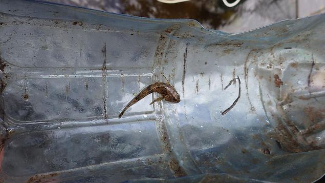 Bullhead (Cottus gobio), autumn 2014 