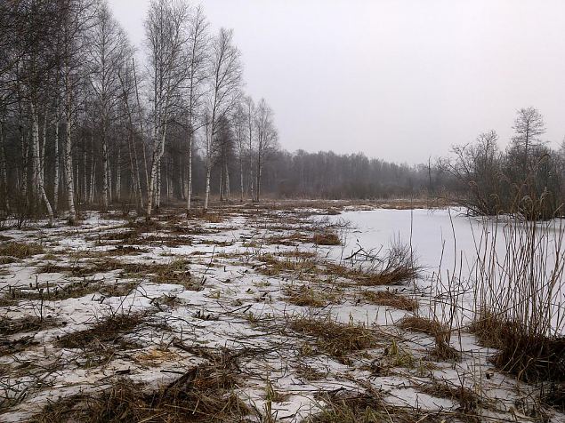 restored floodplain at Laeva river, February 2015 