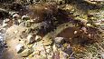 Tufa sediments in spring, Kiigumisa | Gallery Tufa sediments on stones and plants, Viidume 