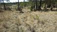 Beaver dam at th ditch, Kiigumisa | Gallery Spring and sprinfen, Viidume 