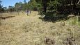 Alpine butterwort (Pinguicula alpina), Viidume springs | Gallery Spring and springfen, Viidume 