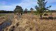 Tufa sediments in spring, Kiigumisa | Gallery Ditch between the meliorated land (left) and edge o