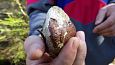 Tufa sediments in spring, Kiigumisa | Gallery Tufa sediments on stone, Viidume 