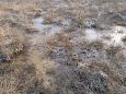 Tufa sediments in spring, Kiigumisa | Gallery Tufa sediments, one of springs on Vormsi 