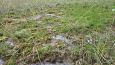 Tufa sediments in spring, Kiigumisa | Gallery Tufa forming spring, Vormsi, May 2014 