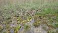 Tufa sediments in spring, Kiigumisa | Gallery Tufa forming spring, Vormsi, May 2014 