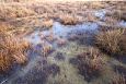 Common minnow (Phoxinus phoxinus) in spring, Kiigumisa, nov.. | Gallery Tufa sediments around spr