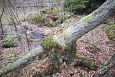 Tufa sediments in spring, Kiigumisa | Gallery Forest, Vormsi 