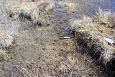 Common minnow (Phoxinus phoxinus) in spring, Kiigumisa, nov.. | Gallery Tufa sediments on the Vor