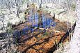 Tufa forming spring, Vormsi, May 2014 | Gallery Spring in forest, NE lake Prstviki, April 2014 