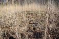 Tufa sediments in spring, Kiigumisa | Gallery Petrifying spring, Vormsi, April 2014 