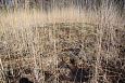 Common minnow (Phoxinus phoxinus) in spring, Kiigumisa, nov.. | Gallery Petrifying spring, Vormsi