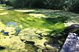 Tufa sediments in spring, Kiigumisa | Gallery Suurallikas, Vormsi, July 2014 