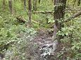 Tufa sediments in spring, Kiigumisa | Gallery Trees around the spring, wild boar actions, June 20