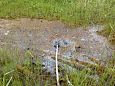 Tufa sediments, one of springs on Vormsi | Gallery Spring on the island lake Prstviki, June 2015 