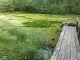 Tufa sediments in spring, Kiigumisa | Gallery Vormsi, Suurallikas, June 2015 