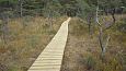 Closed ditch, restored springfen, October 2016 | Gallery Restored nature trail, Viidume, October 