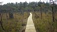 Closed ditch, restored springfen, October 2016 | Gallery Restored nature trail, Viidume, October 