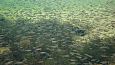 Tufa sediments in spring, Kiigumisa | Gallery Vormsi, Suurallikas (Great spring), small fish stay