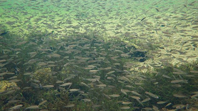 Vormsi, Suurallikas (Great spring), small fish stays in spring in winter, February 2017 