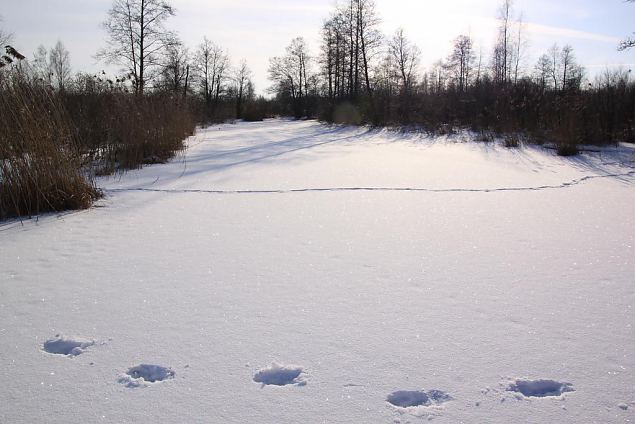 Karisto oja (Laeva jgi), veebruar 2014 