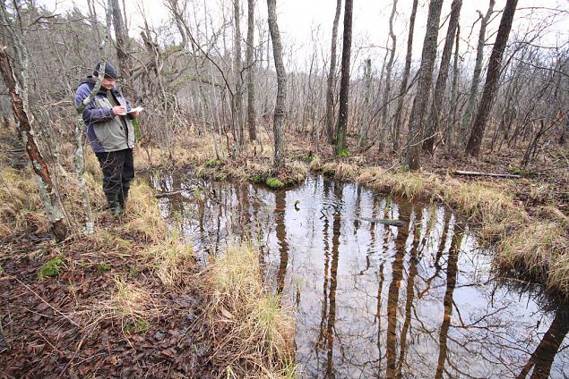 Allikas Prstviki jrve kirdenurgas metsas 